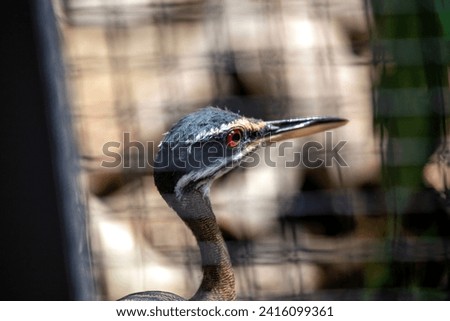 Elegant Sunbittern (Eurypyga helias) gracing the waterways of Southern Brazil. A stunning glimpse into the vibrant avian life of this South American region.
