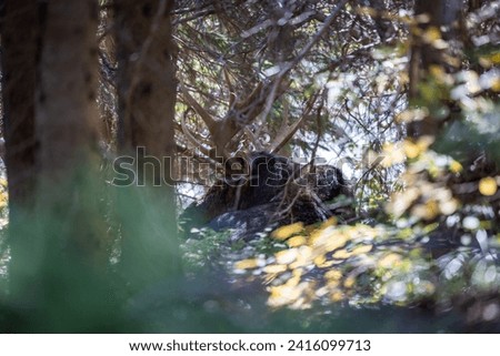 Close up of a large bull moose laying down in the forest, Montana.
