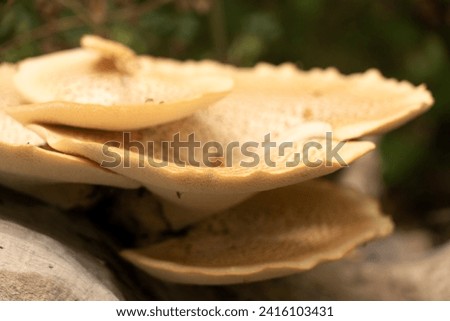 Giant forest mushrooms Dryad's saddle, Pheasant's hind mushroom, Scaly polyporus, Polyporus squamosus, Cerioporus squamosus on a tree trunk Royalty-Free Stock Photo #2416103431