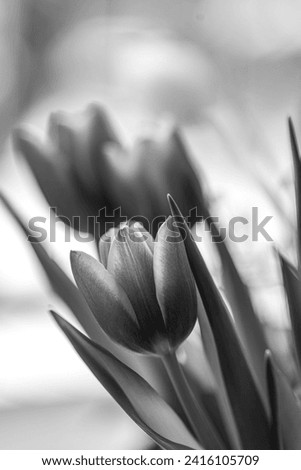 Beautiful closeup view of spring  tulip flowers on soft blurred background in the garden. Soft and selective focus. High resolution macro. Isolated single tulipa. Black and white photo.