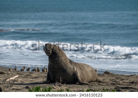 Point Reyes National Seashore, Elephant Seals return for pupping season. Royalty-Free Stock Photo #2416110123
