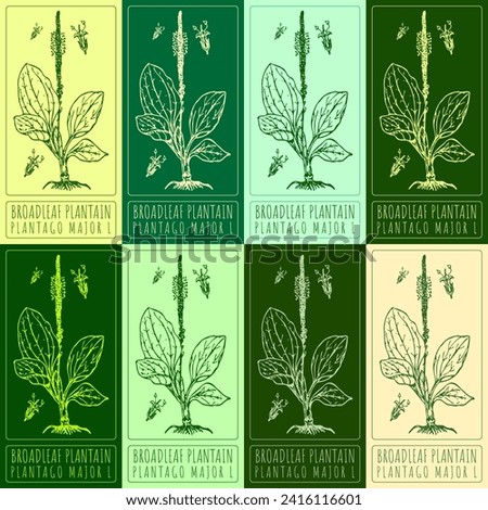 Set of vector drawings of BROADLEAF PLANTAIN in different colors. Hand drawn illustration. Latin name PLANTAGO MAJOR L.
 Royalty-Free Stock Photo #2416116601
