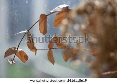 Photo of a dead branch in front of rainy background
