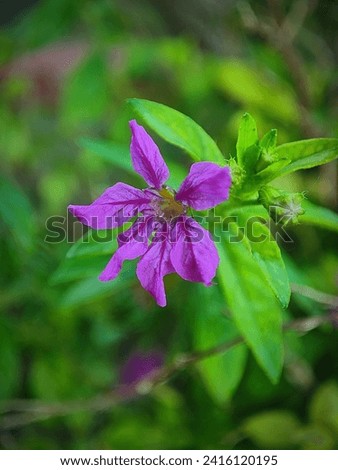 Cuphea hyssopifolia, the false heather, Mexican heather, Hawaiian heather or elfin herb.  Royalty-Free Stock Photo #2416120195
