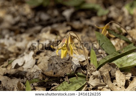 Trout Lily, Yellow trout Lily (Erythronium americanum)