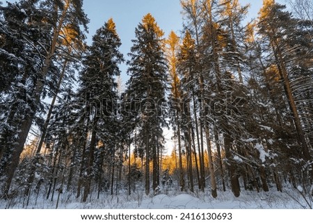 
Winter landscape. A sunny winter day in the forest.
