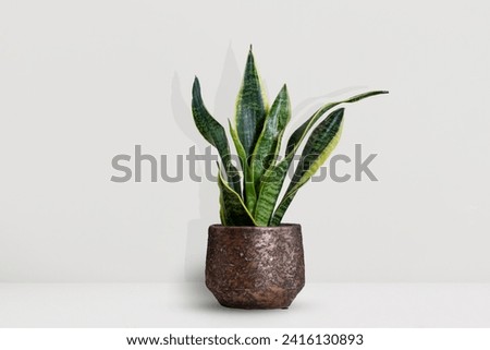 Dracaena trifasciata or Snake plant, also called mother-in-law's tongue hardy houseplant with leaves. Royalty-Free Stock Photo #2416130893