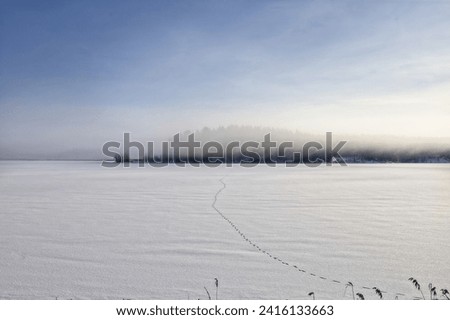 Winter landscape. Animal trail on the snow. Landscape, backround photo