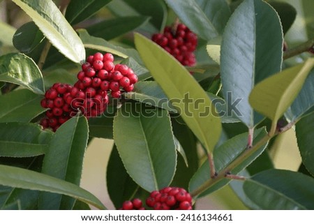 Red Ilex latifolia berries and green leaves Royalty-Free Stock Photo #2416134661