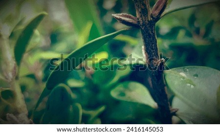 Leaves
nature
lowers
bugs
forest
garden