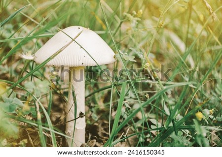 Inedible mushroom, poisonous white mushroom forest background macro nature wild