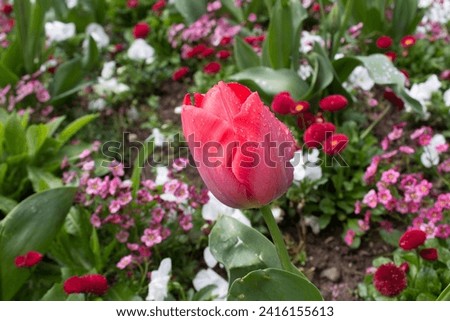 Close up pink tulip flowering plant on green flower bed garden 
