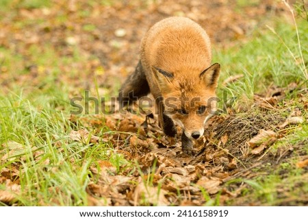 Wild Red Fox in Its Natural Habitat in A National Park