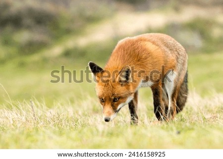 Wild Red Fox in Its Natural Habitat in A National Park