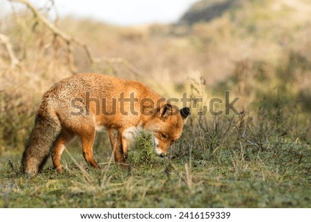 Beautiful Old Red Fox Standing in A Green Natural Background in A National Park