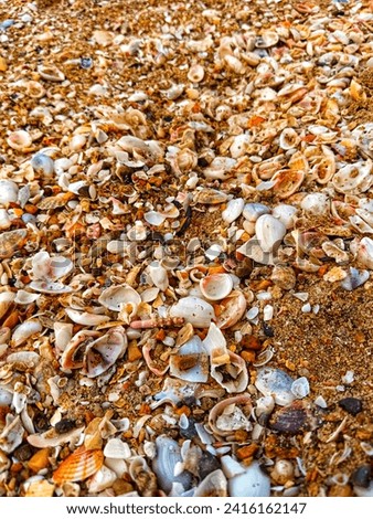 Pictures of seashells on the seashore