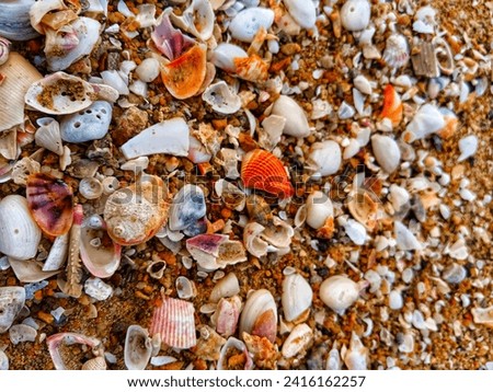 Pictures of seashells on the seashore