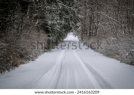 Country road covered in freshly fallen snow bordered by trees. Tire tracks show that there has not been much travel after a winter snowstorm in this rural community.