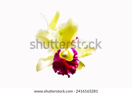 Close-up of single cattleya orchid flower. Genus of flowering plants in orchid family. Spread from Costa Rica to Argentina. Cattley, was able to grow this plant to flower. isolated on white background