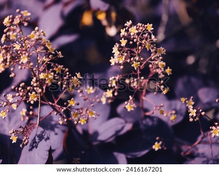 A close-up image showcases a plant with purple leaves and tiny yellow flowers, emphasizing the intricate details of its foliage and blossoms. Natural beauty in focus