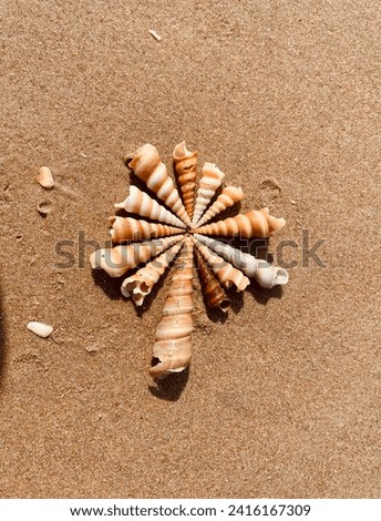 Spiral shells arranged in flower shape on the sand on a beach