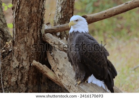 Bald Eagle Perched on a Tree