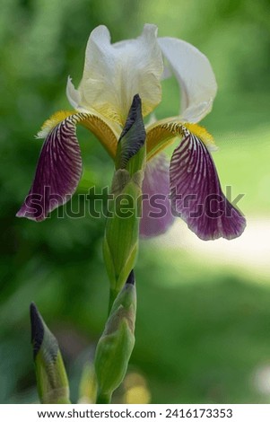 bicolor iris with bud in the shade on a green defocused background
