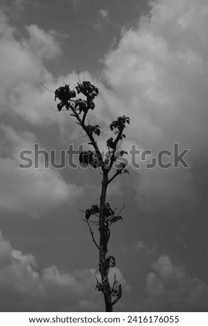 Monochrome Photography. Dark Background and high contrast. Black and white photo of a tree with fallen leaves. A tree against a dark sky background. Bandung, Indonesia