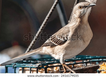 A Northern Mockingbird arrives on the deck                               