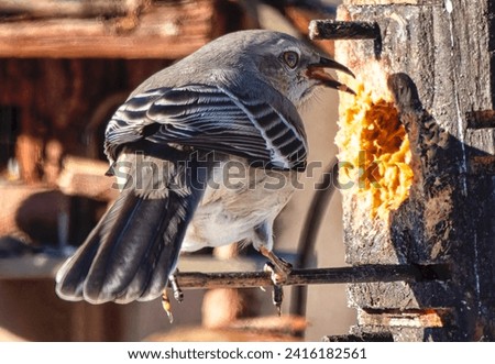  Northern Mockingbird on the baclyard bird feeder                              