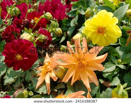 the beauty of three different types and colors of flowers