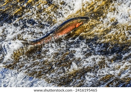 Colorful Pink Salamon Jumping Dam Issaquah Creek Washington. Every autumn salmon come up creek to Hatchery. Salmon come from as far as 3,000 miles. Royalty-Free Stock Photo #2416195465
