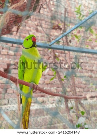 A brilliantly colored parrot perches on a branch, its vibrant feathers creating a living kaleidoscope against lush greenery.





