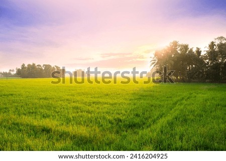 Landscape of green rice fields and a beautiful sunset at Alleppey, Kerala, India Royalty-Free Stock Photo #2416204925