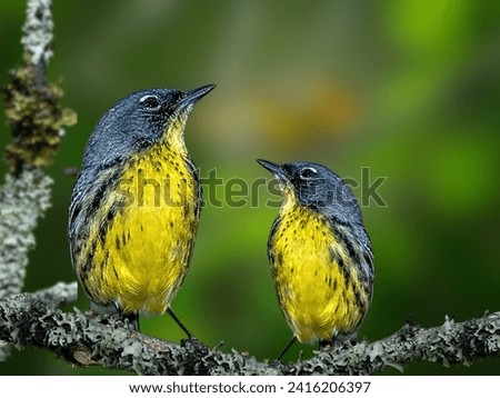 A kirtland's warbler perches on a fern branch, an endangered species that is losing habit due to overdevelopment and deforestation in north central Michigan. Royalty-Free Stock Photo #2416206397