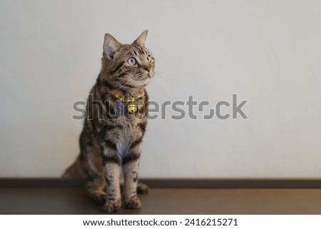 Take a photo of a cat sitting and looking, portrait of tabby sitting and looking sideways