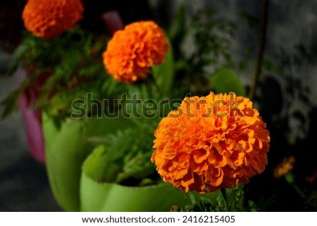 Orange commercial hybrid marigold flower blooming in the a garden during sunny day