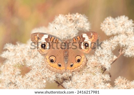 Adorable beautiful closeup outdoor photo picture common buckeye butterfly natural environment brown wings black orange white markings long antenna large eyes landed fluffy weeds attractive green 