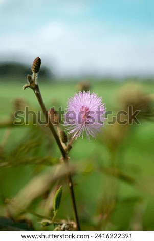 Shameplant, Mimosa pudica, pink-flowered plant, bashful plant with compound leaves, Shoot on Nikon D3300 Royalty-Free Stock Photo #2416222391