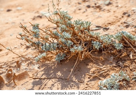 Plants That Can Grow in Harsh Conditions Red clay and sagebrush are landscape features. The Red Boguty Mountains provide a unique and challenging environment for plant life. Royalty-Free Stock Photo #2416227851