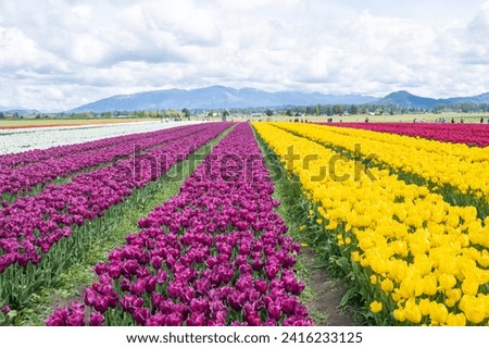Skagit Valley Tulip Festival is a Tulip festival in the Skagit Valley of Washington state, United States. It is held annually in the spring.