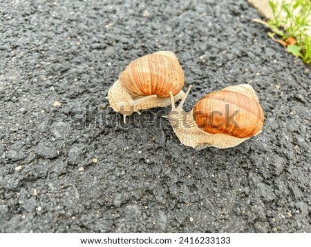 Common garden snail (Cornu aspersum) is a terrestrial pulmonate gastropod mollusc in the family Helicidae, which include the most commonly familiar land snails. Royalty-Free Stock Photo #2416233133