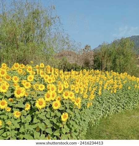The sunflowers, arranged in a beautiful pattern, stand out against the golden sky.