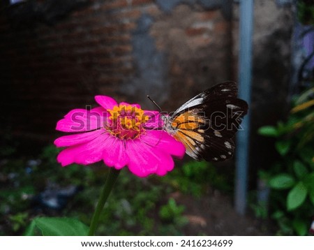 a butterfly landed on a blooming zinnia flower