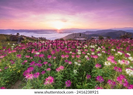Beautiful sunrise in the morning with sea of mist on hight moutain, Mon Mok Tawan, Tak Province, Thailand. Royalty-Free Stock Photo #2416238921