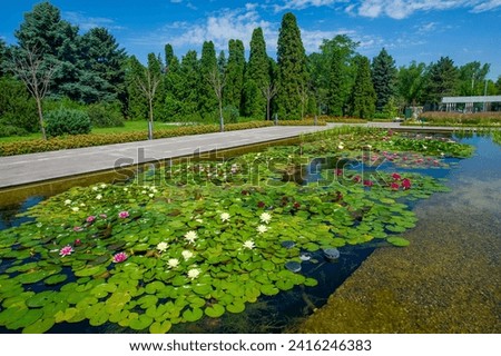Lotus flowers, Serene beauty in full bloom by the park's tranquil pond, surrounded by delicate lotus flowers. Masterpieces of Nature
