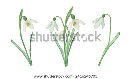 Watercolour set of hand drawn snowdrops.  Spring flowers. For stickers, greeting cards, invitations, banners, posters, textiles, backgrounds, etc.