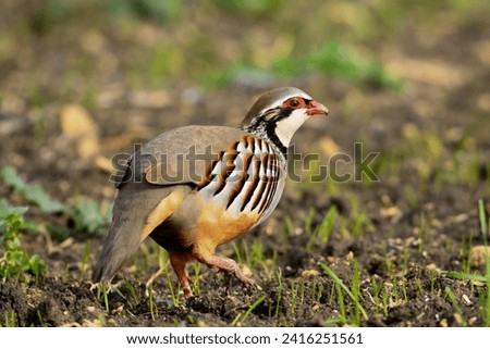 Red - legged Partridge Alectoris rufa - closeup and portrait of gamebird in the pheasant family, foraging gallinaceous birds, colorful natural environment background