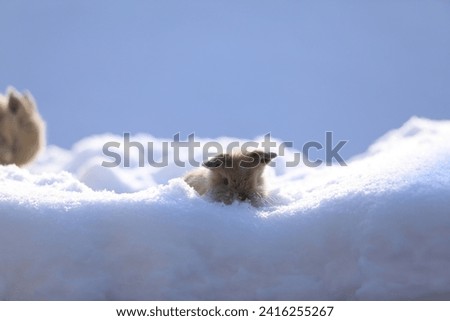 small brown hare on the snow in cold winter
