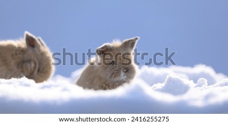 small brown hare on the snow in cold winter